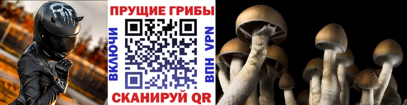 мега сайт  Озёры  Галлюциногенные грибы Psilocybe 